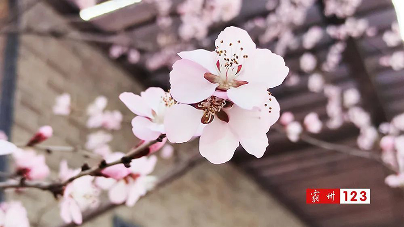 廊坊霸州风景图片