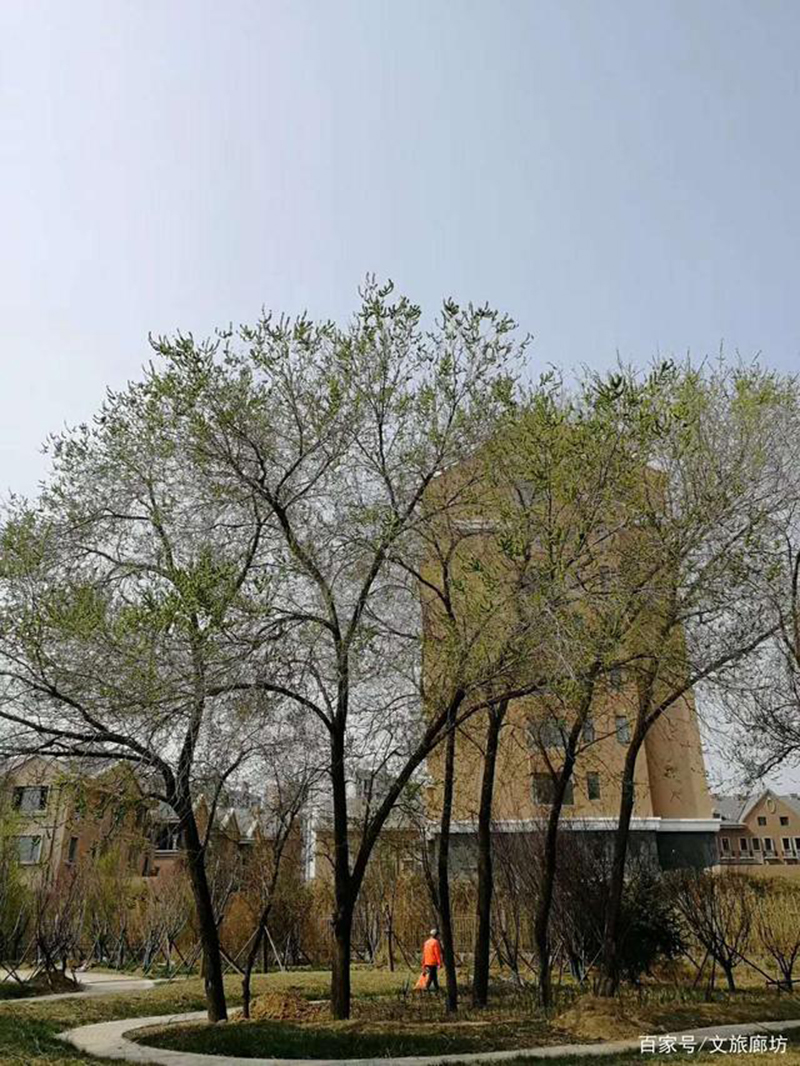 廊坊霸州风景图片