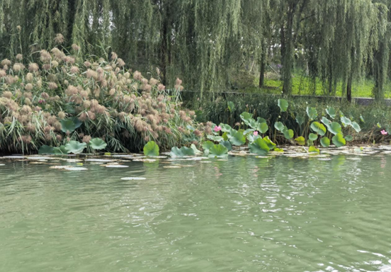 廊坊霸州风景图片