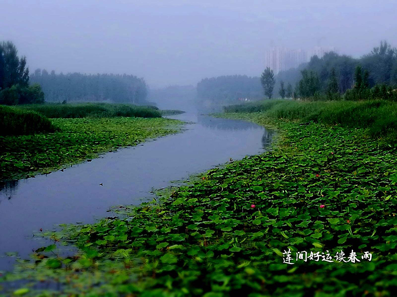 廊坊霸州风景图片
