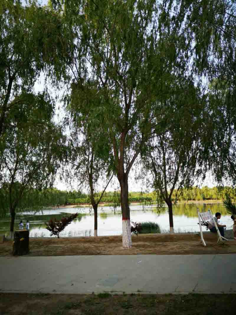 廊坊霸州风景图片